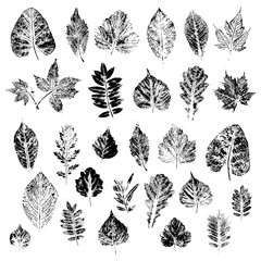 Leaves of black silhouettes of trees and bushes.