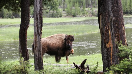 Beautiful Buffalo Cow with her Baby calf – Yellowstone NP – USA 