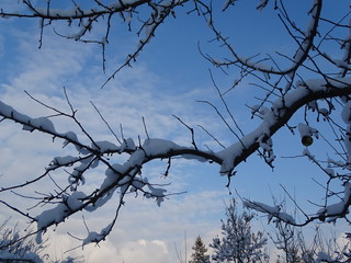 Fototapeta na wymiar Snow tree