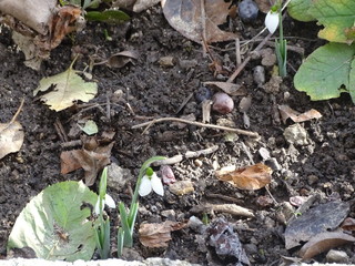 White flowers