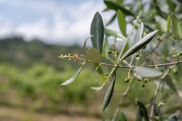 Olivenbaum nit Oliven für Oil in der Toskana
