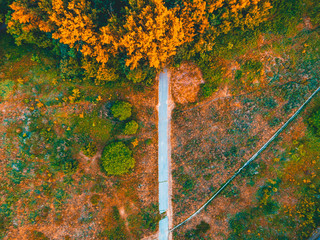 lone road in a forest with colorful trees