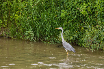 Heron stands in a river and hunts fish