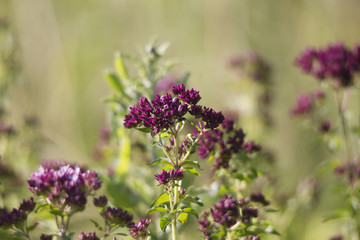 Blossoms of oregano growing wild in Europe on flowering meadows