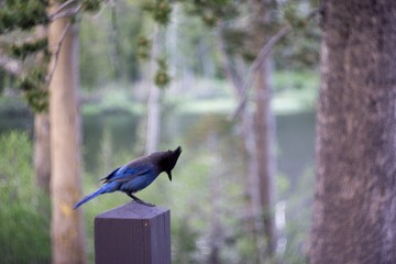 Stellar’s Jay 