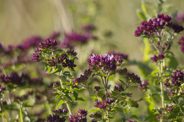 Blossoms of oregano growing wild in Europe on flowering meadows