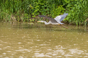 heron flies over the river