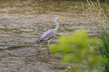 Heron stands in a river and hunts fish