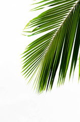 palms leaf on white background