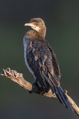 Cormorant in sunset