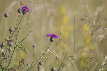 The flowers of the field-thistle in a flower meadow