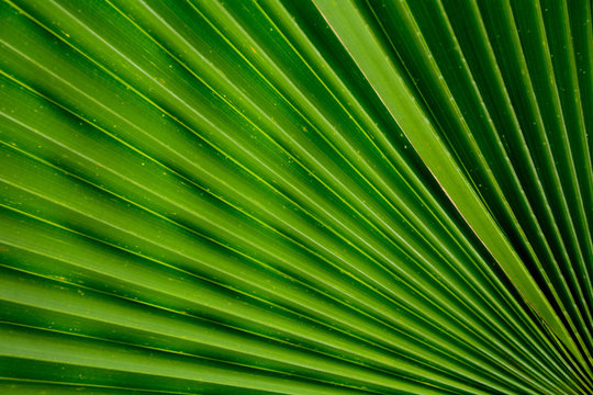 Abstract image of green palm leaf for background.