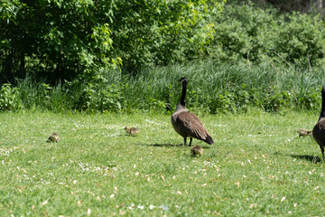 wild geese with young chicks