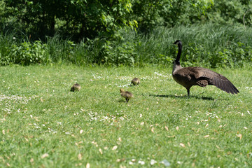 wild geese with young chicks