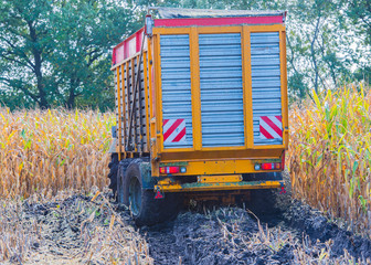 Maisernte, Maishäcksler in Aktion, Erntewagen mit Traktor