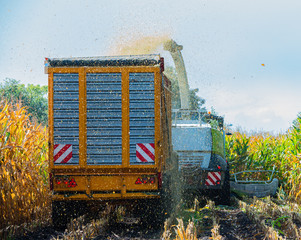Maisernte, Maishäcksler in Aktion, Erntewagen mit Traktor