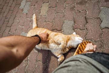 street cat playing with a passer by