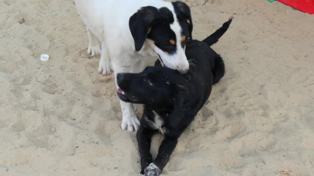 Pets. Two dogs play and sniff each other on the sand. Close-up