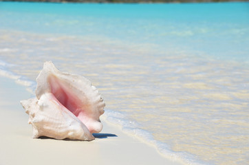 Conch on the beach. Exuma, Bahamas - 210350468