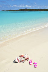 Fototapeta na wymiar Conches on the beach. Exuma, Bahamas