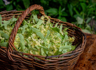 Fresh Tilia flowers in a basket in garden. Close up of Linden flowers in a basket.