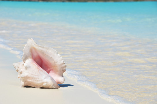 Conch on the beach. Exuma, Bahamas
