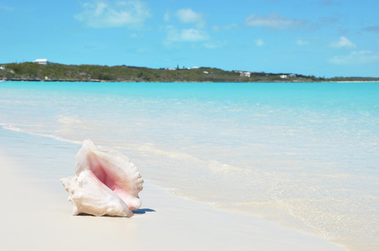 Conch On The Beach. Exuma, Bahamas