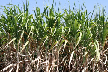 Sugar cane plants grow in field, Plantation Sugar cane tree farm, Background of sugarcane field
