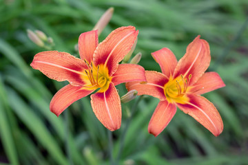 Two lilies of orange on a green background bloom in the garden_