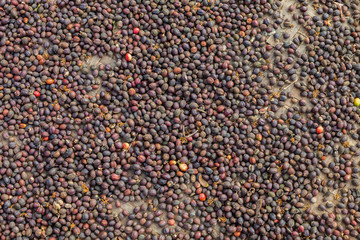Dried of natural skin coffee beans 