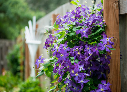 Purple Climatis on fence