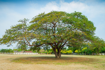 Fototapeta premium Old big tree with branch under clear sky on ground