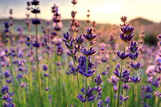 Lavendel
