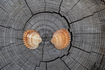 Muschel auf Holz Hintergrund