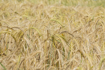 Golden ears of wheat on the field.