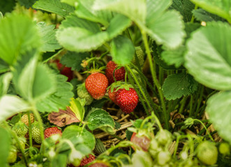 Strawberries