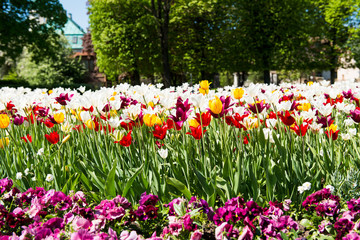flowerbed with tulips in spring