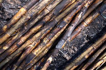 Sugar cane, Sugarcane plantation burn, Sugar cane burned cutting on floor field plantation, Sugarcane background