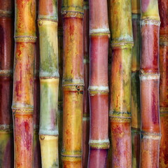 Sugar cane fresh, Cane background top view, Sugarcane fresh background, Sugarcane agriculture