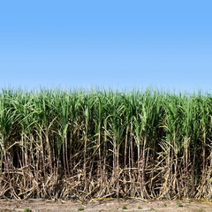 Sugar cane, Sugarcane plants grow in field, Plantation Sugar cane tree farm, Background of sugarcane field