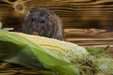 Rat eating corn.