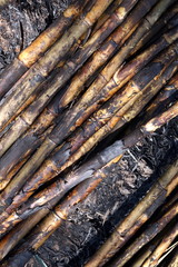 Sugar cane, Sugarcane plantation burn, Sugar cane burned cutting on floor field plantation, Sugarcane background