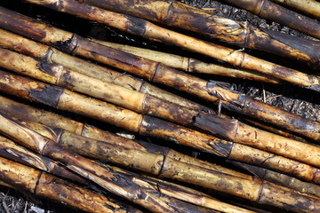 Sugar cane, Sugarcane plantation burn, Sugar cane burned cutting on floor field plantation, Sugarcane background