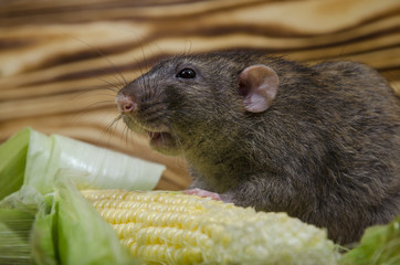 Rat eating corn.