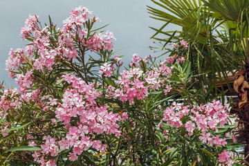 Blooming oleander in the park of Sochi. Russia.