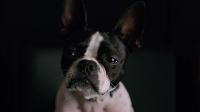 Adorable Boston Terrier Puppy Close Up On Black Background 3.mov