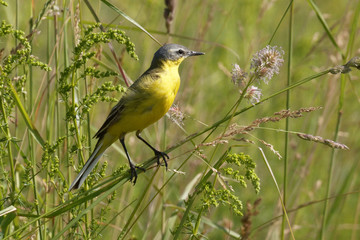 Portrait of a  yellow  wagtail. Bird the yellow Wagtail sings among the flowers on a Sunny meadow in the summer. Beautiful bird in its natural habitat.  Green grass background.  The beauty of nature. 