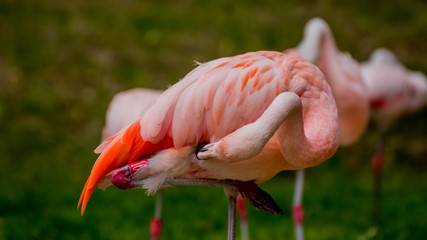Flamingo preening - Phoenicopterus