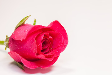 Colorful of closeup of fresh red rose on white background
