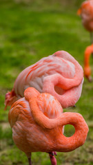 Flamingo sleeping with its neck making a perfect circle with another Flamingo behind - Phoenicopterus 